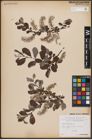 Foto von Salix aurita L.